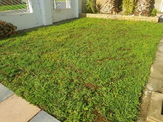 We supply kikuyu grass buffalo grass Lm berea grass and cynodon grass