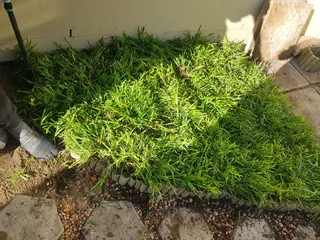 We supply kikuyu grass buffalo grass Lm berea grass and cynodon grass