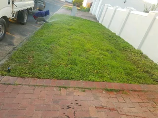 We supply kikuyu grass buffalo grass Lm berea grass and cynodon grass