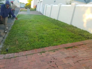 We supply kikuyu grass buffalo grass Lm berea grass and cynodon grass