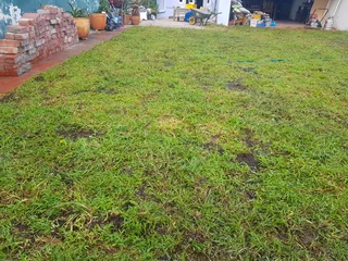 We supply kikuyu grass buffalo grass Lm berea grass and cynodon grass