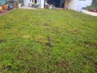 We supply kikuyu grass buffalo grass Lm berea grass and cynodon grass