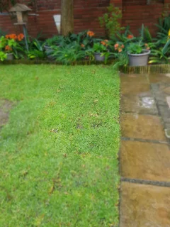 We supply kikuyu grass buffalo grass Lm berea grass and cynodon grass