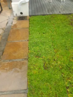 We supply kikuyu grass buffalo grass Lm berea grass and cynodon grass