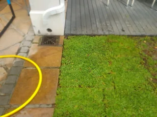 We supply kikuyu grass buffalo grass Lm berea grass and cynodon grass