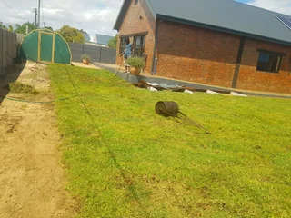 We supply kikuyu grass buffalo grass Lm berea grass and cynodon grass