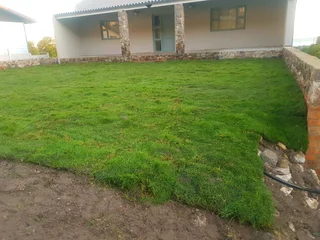 We supply kikuyu grass buffalo grass Lm berea grass and cynodon grass