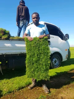 We supply kikuyu grass buffalo grass Lm berea grass and cynodon grass