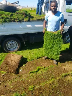 We supply kikuyu grass buffalo grass Lm berea grass and cynodon grass