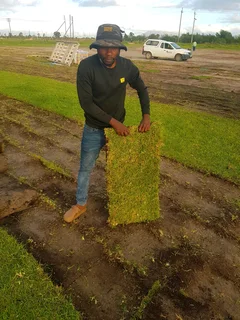 We supply kikuyu grass buffalo grass Lm berea grass and cynodon grass