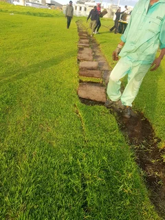 We supply kikuyu grass buffalo grass Lm berea grass and cynodon grass