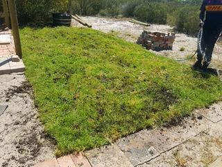 We supply kikuyu grass buffalo grass Lm berea grass and cynodon grass