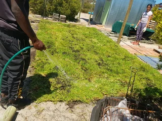 We supply kikuyu grass buffalo grass Lm berea grass and cynodon grass and cynodon grass