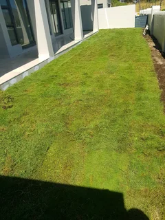 We supply kikuyu grass buffalo grass Lm berea grass and cynodon grass