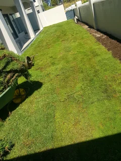 We supply kikuyu grass buffalo grass Lm berea grass and cynodon grass