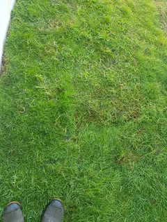 We supply kikuyu grass buffalo grass Lm berea grass and cynodon grass