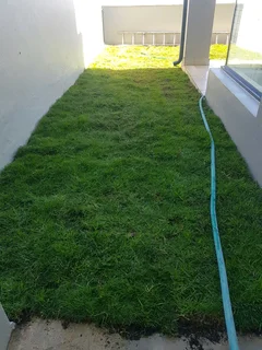 We supply kikuyu grass buffalo grass Lm berea grass and cynodon grass