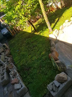 We supply kikuyu grass buffalo grass Lm berea grass and cynodon grass