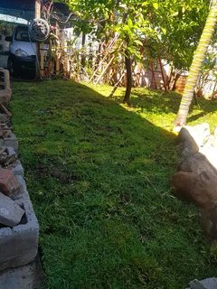 We supply kikuyu grass buffalo grass Lm berea grass and cynodon grass