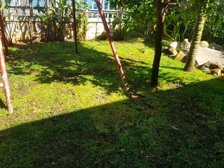 We supply kikuyu grass buffalo grass Lm berea grass and cynodon grass