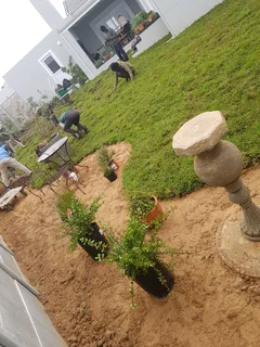 we supply kikuyu grass buffalo grass Lm berea grass and cynodon grass