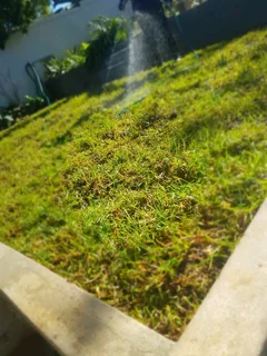 We supply kikuyu grass buffalo grass Lm berea grass and cynodon grass