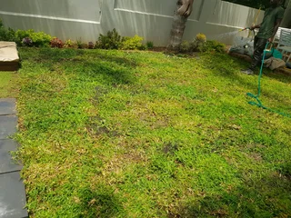 We supply kikuyu grass buffalo grass Lm berea grass and cynodon grass