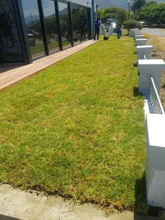 We supply kikuyu grass buffalo grass Lm berea grass and cynodon grass