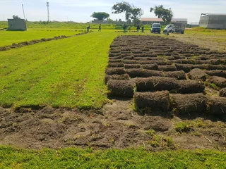 We supply kikuyu grass buffalo grass Lm berea grass and cynodon grass