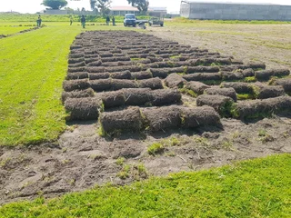 We supply kikuyu grass buffalo grass Lm berea grass and cynodon grass