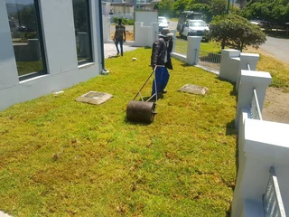 We supply kikuyu grass buffalo grass Lm berea grass and cynodon grass