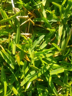 We supply kikuyu grass buffalo grass Lm berea grass and cynodon grass