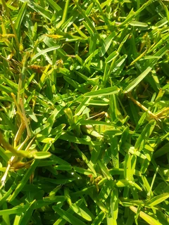 We supply kikuyu grass buffalo grass Lm berea grass and cynodon grass