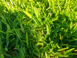 We supply kikuyu grass buffalo grass Lm berea grass and cynodon grass