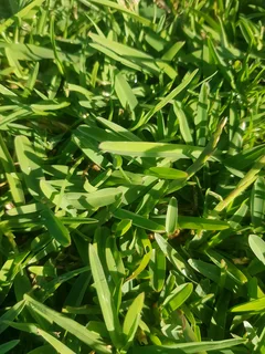 We supply kikuyu grass buffalo grass Lm berea grass and cynodon grass
