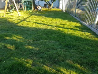 We Supply Kikuyu Grass Buffalo Grass Lm Berea Grass And Cynodon Grass