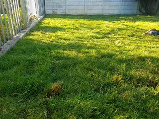 We supply kikuyu grass buffalo grass Lm berea grass and cynodon grass