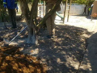 We supply kikuyu grass buffalo grass Lm berea grass and cynodon grass