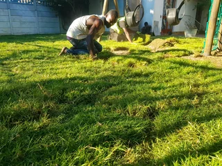 We supply kikuyu grass buffalo grass Lm berea grass and cynodon grass