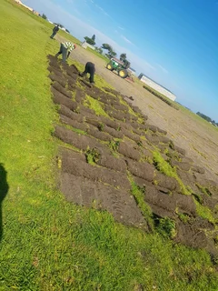 We supply kikuyu grass buffalo grass Lm berea grass and cynodon grass