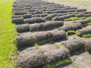 We supply kikuyu grass buffalo grass Lm berea grass and cynodon grass