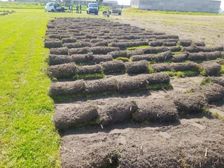 We supply kikuyu grass buffalo grass Lm berea grass and cynodon grass