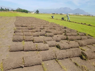 We supply kikuyu grass buffalo grass Lm berea grass and cynodon grass