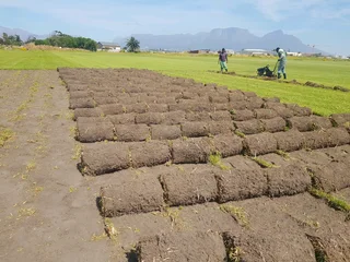 We supply kikuyu grass buffalo grass Lm berea grass and cynodon grass