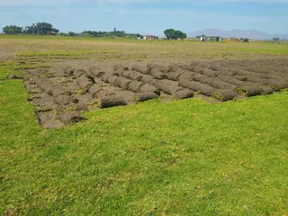 We supply kikuyu grass buffalo grass Lm berea grass and cynodon grass