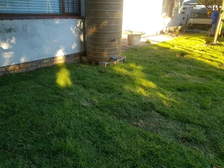 We supply kikuyu grass buffalo grass Lm berea grass and cynodon grass