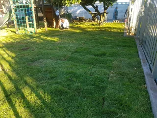 We supply kikuyu grass buffalo grass Lm berea grass and cynodon grass