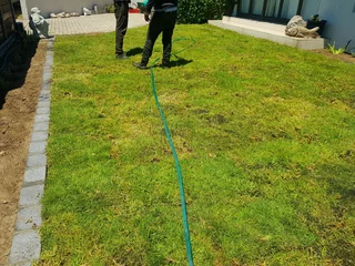 We supply kikuyu grass buffalo grass Lm berea grass and cynodon grass