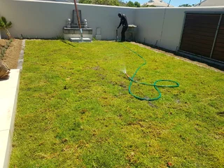 We supply kikuyu grass buffalo grass Lm berea grass and cynodon grass