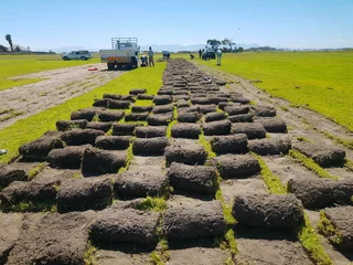 We supply kikuyu grass buffalo grass Lm berea grass and cynodon grass